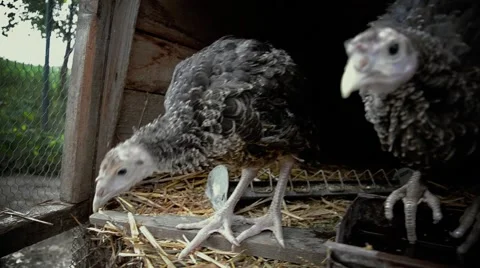 Two turkeys in the shed Stock Footage 53114856