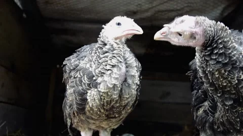 Two turkeys in the shed Stock-Footage 53115204