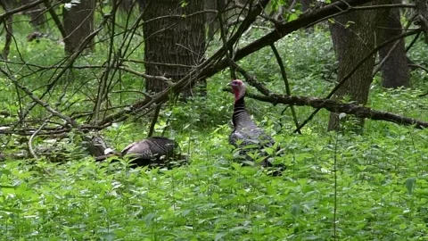 Two turkeys through the trees Stock Footage 241103346