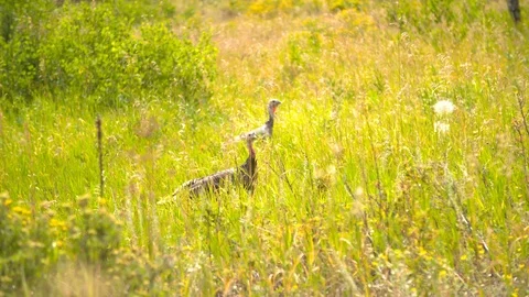 Two Turkeys Walking Through Field Slow Motion Stock-Footage 125712012
