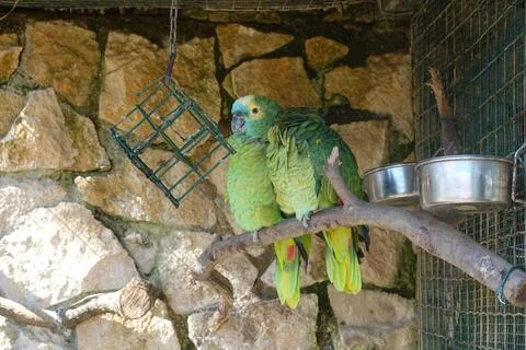 Two turquoise-fronted amazon parrots perching in an aviary Stock Photos