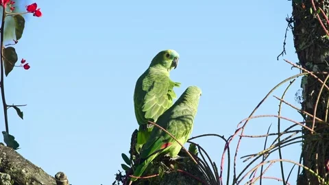 Two Turquoise-fronted parrots on a tree trunk iagainst blue sky Stock Footage 259314919