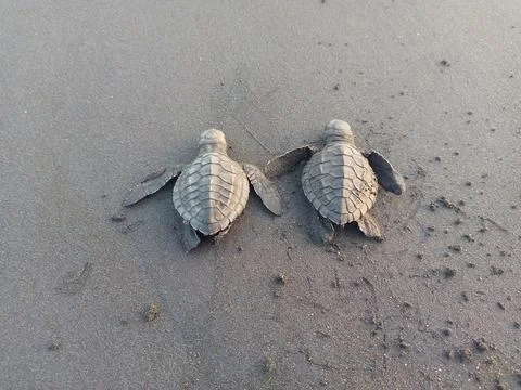 Two turtle cubs Foto stock
