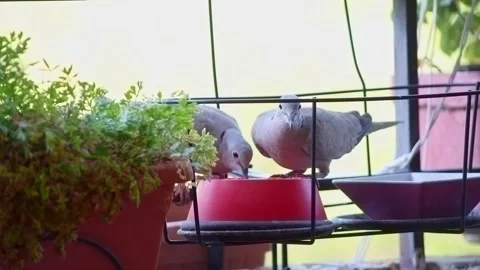 Two turtle doves are eating birdseed from a red bowl Stock Footage 285029923