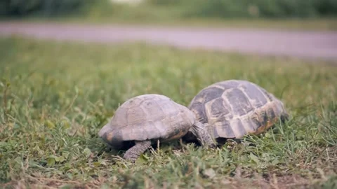 Two Turtle On Green Garden. Two Turtle Making Love. Spring Mating Season Stock Footage 162875421