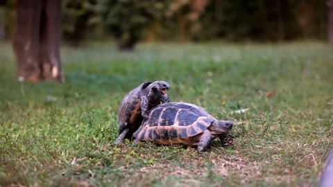 Two Turtle On Green Garden. Two Turtle Making Love. Spring Mating Season Stock Footage 163819352