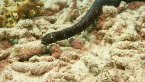 Two Turtle-headed sea snakes engaged in mating courtship Stock Footage 111241034