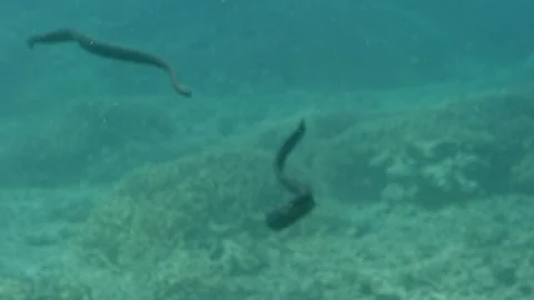 Two turtle headed sea snakes swim to the sea floor Stock-Footage 111243451