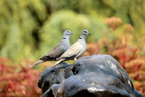 Two Turtledoves Looking in The Same Direction Foto stock