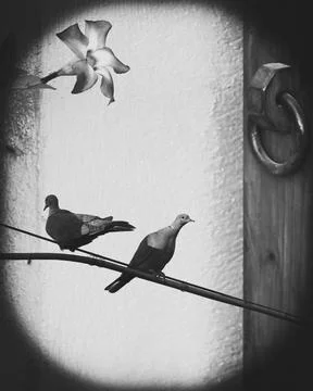 Two turtledoves perched on an electric wire Stock Photos