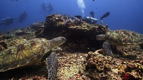 Two turtles and some divers Video stock 120238156