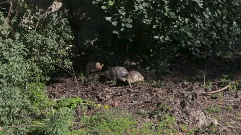 Two turtles are walking on the green grass in the summer park Stock Footage 62733866
