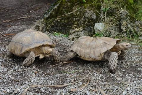 Two turtles are walking on the ground Stock-Fotos