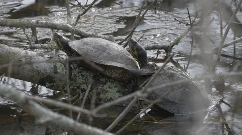 Two Turtles Basking Stock Footage 46020825