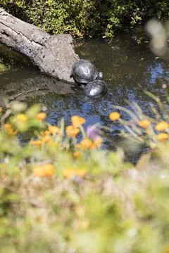 Two turtles basking on a log beyond a blurry foreground of yellow flowers and Stock Photos