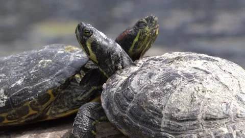 Two Turtles Basking on Log Stock Footage 276868266