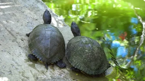 Two turtles basking on a stone edge near a pond in bright natural sunlight outdo Stock Footage 328466741