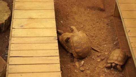 Two turtles breeding Vídeos de archivo 238767078