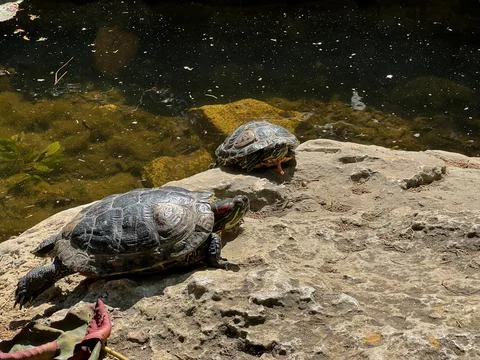 Two turtles climbed at the lake stone Stock Photos