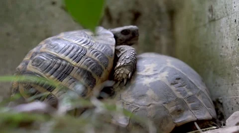 Two turtles coupling Stock Footage 65368883