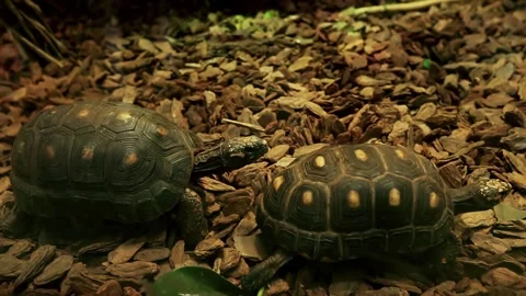 Two turtles crawl behind glass Stock Footage 238679050