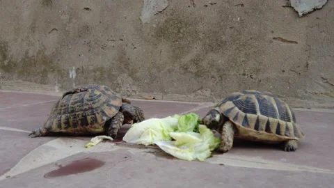 Two turtles that eat lettuce Stock Footage 160765317