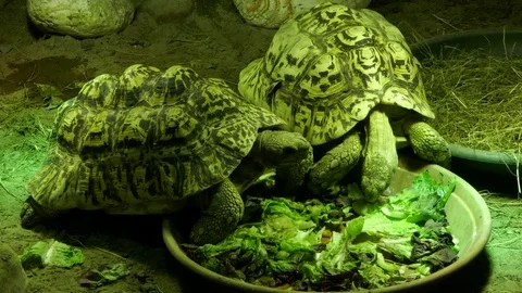Two turtles eating salad and vegetables together Stock Footage 75044294