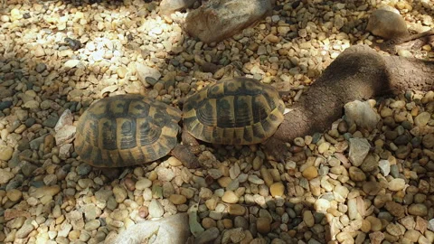 Two turtles fighting in slow motion. Video stock 202321035