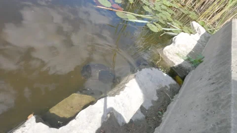 Two Turtles &amp; Fish Swimming Stock Footage 159559647
