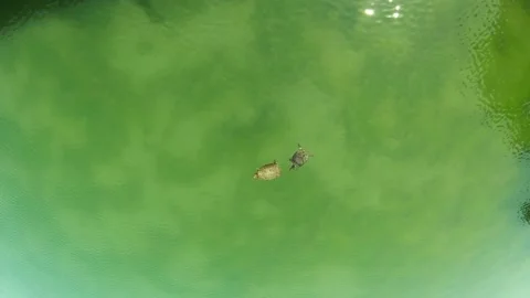 Two turtles floating in the pond, lake Stock Footage 152722506