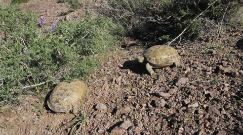 Two turtles Stock-Footage 22936551