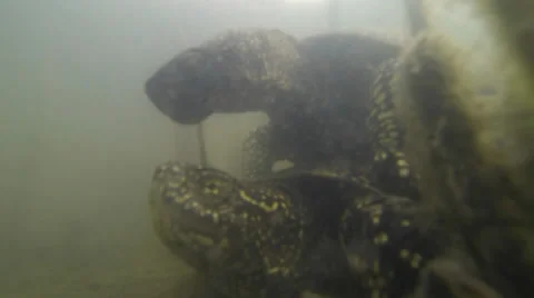 Two turtles Stock Footage 37558044