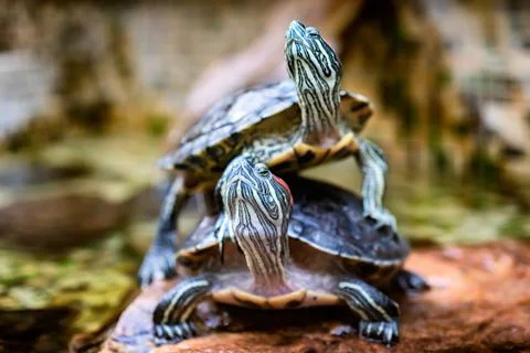 Two turtles in the forest. Turtle as symbol of wisdom, patience and longevity 写真素材