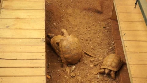 Two turtles having sex Vídeos de archivo 238767062