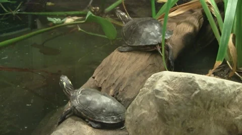 Two Turtles on a Log Video stock 8572195
