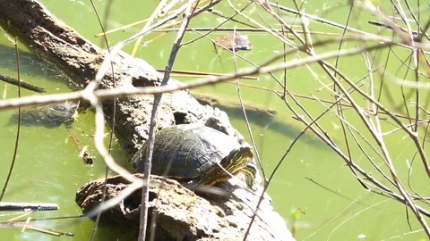 Two Turtles On Log Stock Footage 104991544