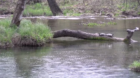 Two Turtles On a Log Stockbeeldmateriaal 133583255