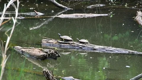 Two Turtles on a log Stock Footage 241103338