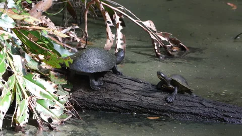 Two Turtles on Log Looking Around After Third Dives Into Wate Stock Footage 314935838