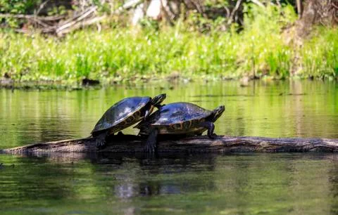 Two Turtles on a Log Stock Photos
