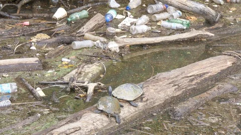 Two turtles on a log in polluted water1 4K Stockbeeldmateriaal 95432136