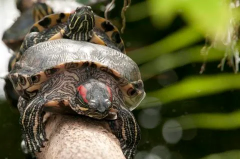 Two turtles mating Stock Photos