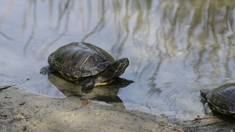 Two Turtles Meet in a Pond. 스톡 동영상 187228422