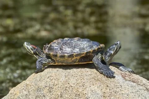 Two turtles or one turtle and two heads. Stock Photos