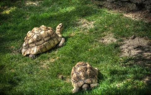 Two Turtles Stock Photos