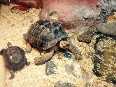 Two Turtles 스톡 사진