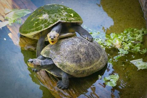 Two turtles Stock Photos