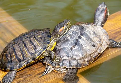 Two turtles Stock Photos