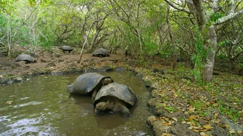 Two turtles playing with each other in murky bog water. Stock Footage 271325912