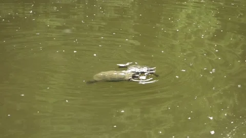 Two turtles in a pond are fighting for a piece of bread Stock Footage 156571096